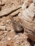 Canyon Wren 2088